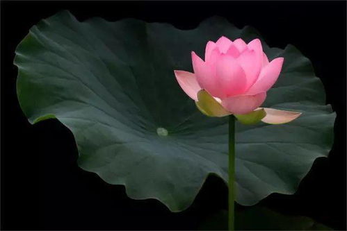 荷花拍着拍着就俗了 掌握这几招才能拍出意境来