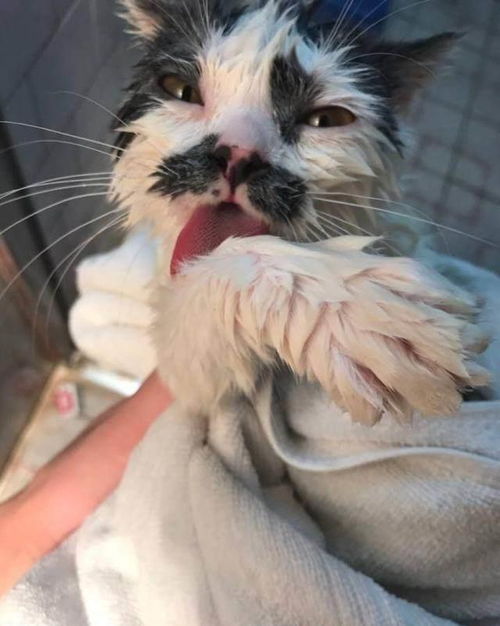 猫咪长的那么的好看,但是铲屎官却拍出猫咪丑出天际的照片